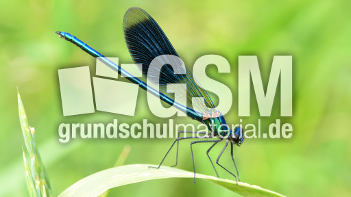 Gebänderte Prachtlibelle - Männchen (4).jpg